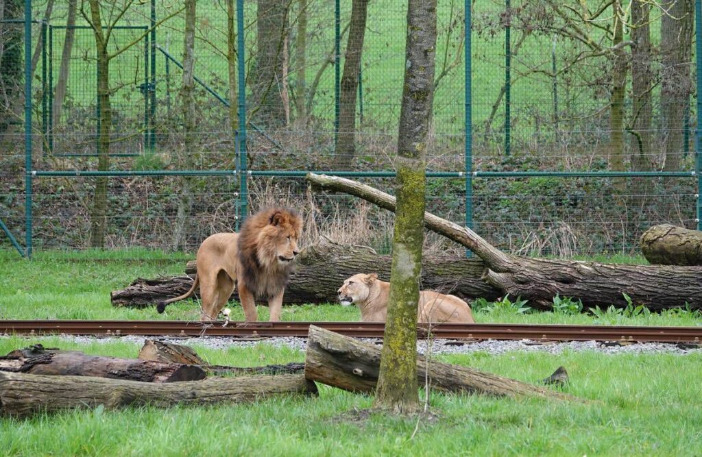 Bellewaerde Park: Neue Löwen