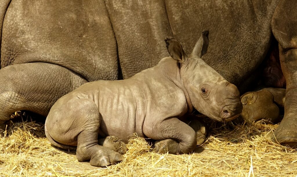 Serengeti-Park: Geburt 55. Breitmaulnashorn-Baby
