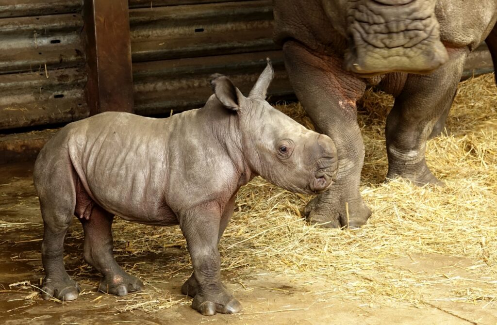 Serengeti-Park: Geburt 55. Breitmaulnashorn-Baby