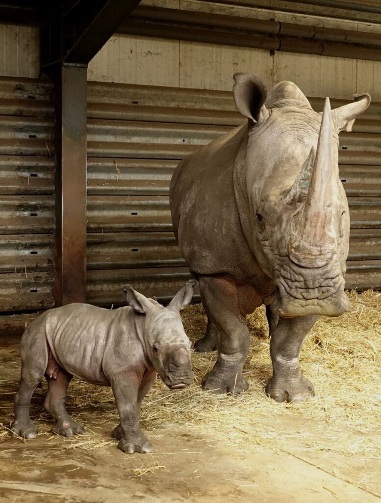 Serengeti-Park: Geburt 55. Breitmaulnashorn-Baby