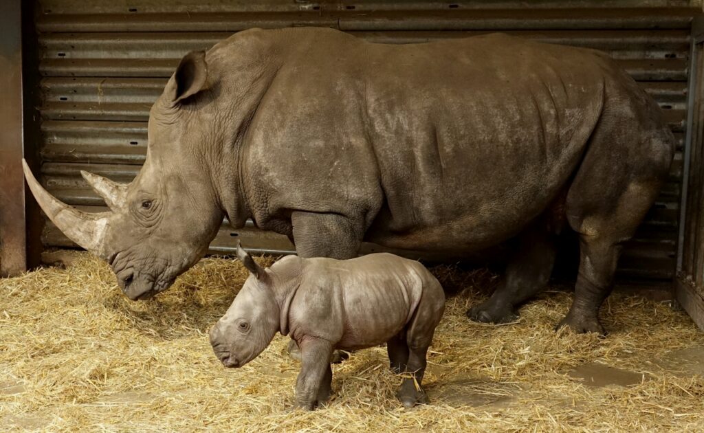 Serengeti-Park: Geburt 55. Breitmaulnashorn-Baby
