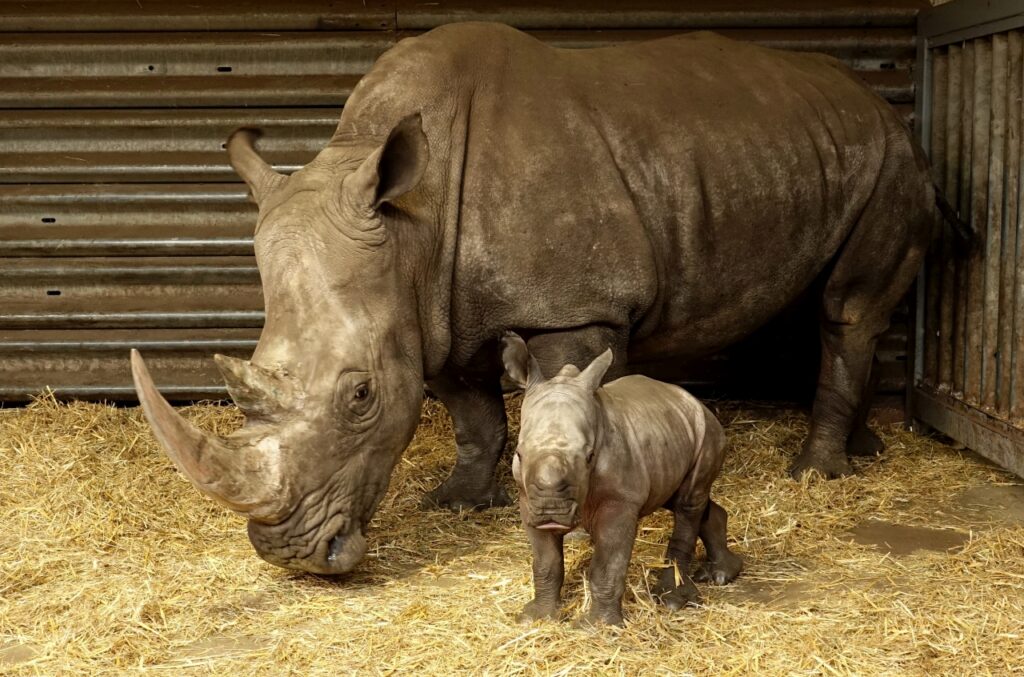 Serengeti-Park: Geburt 55. Breitmaulnashorn-Baby