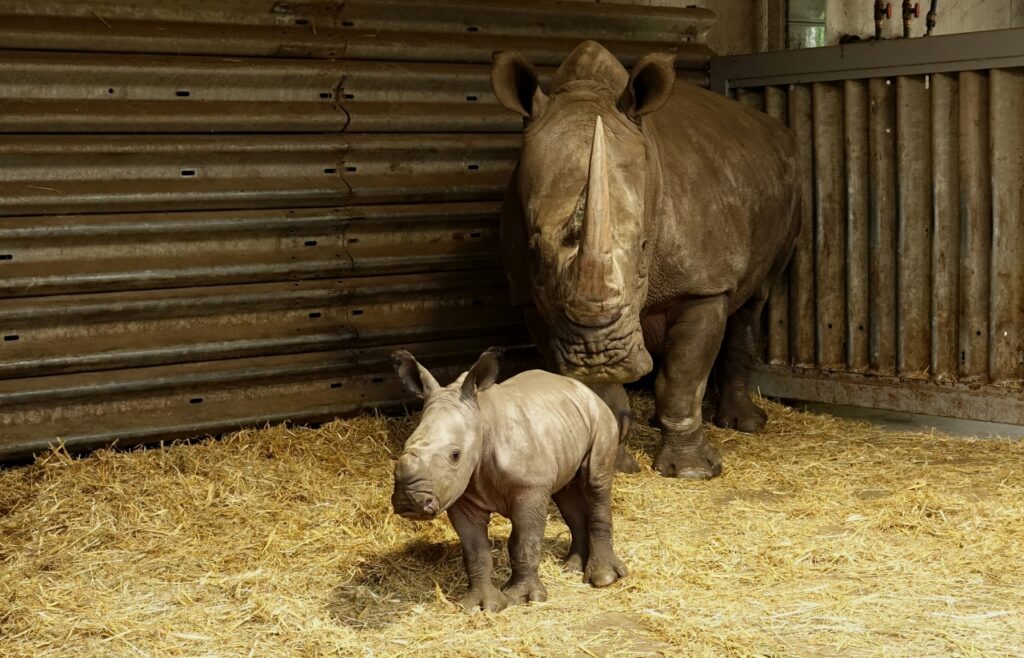 Serengeti-Park: Geburt 55. Breitmaulnashorn-Baby