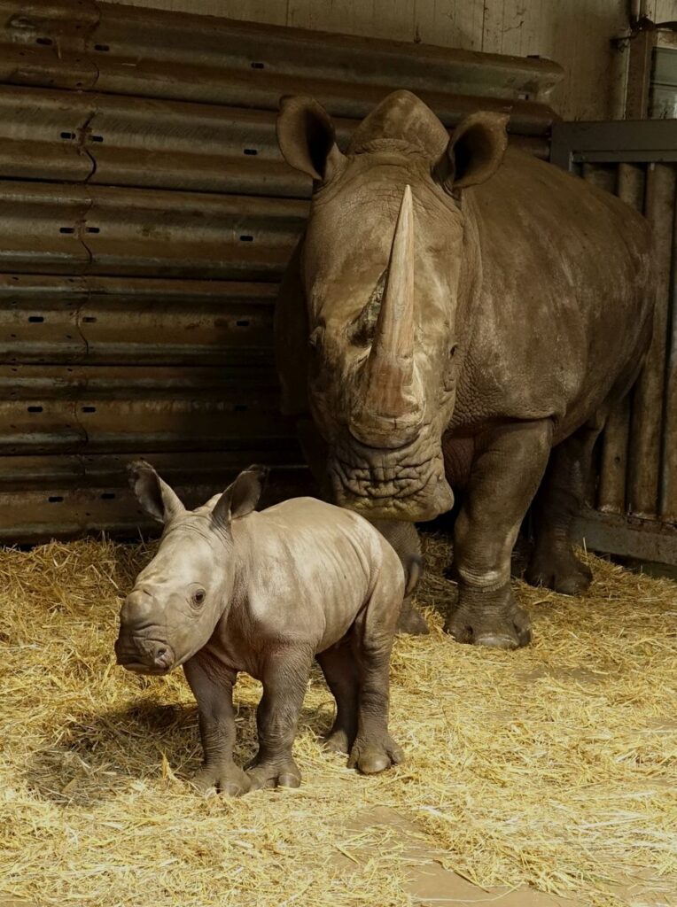 Serengeti-Park: Geburt 55. Breitmaulnashorn-Baby