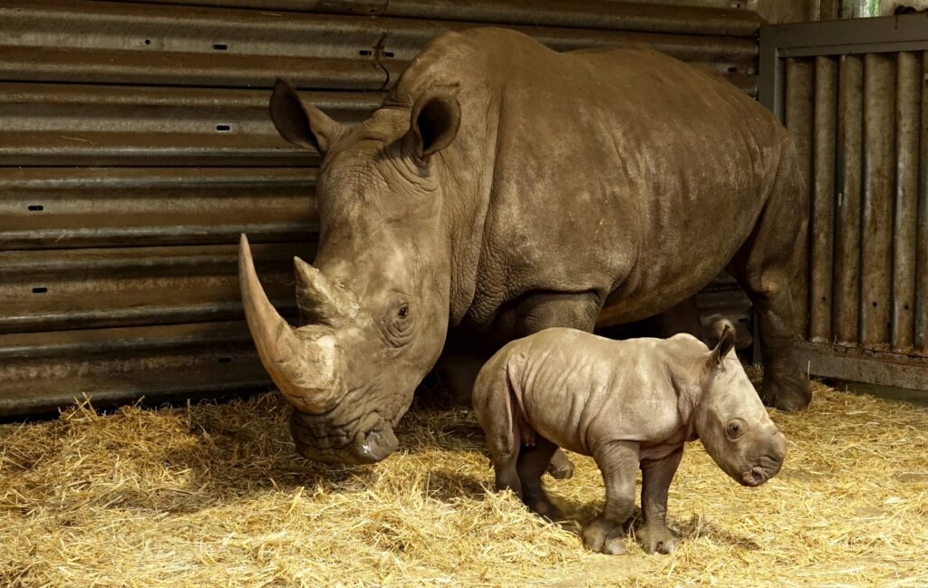 Serengeti-Park: Geburt 55. Breitmaulnashorn-Baby