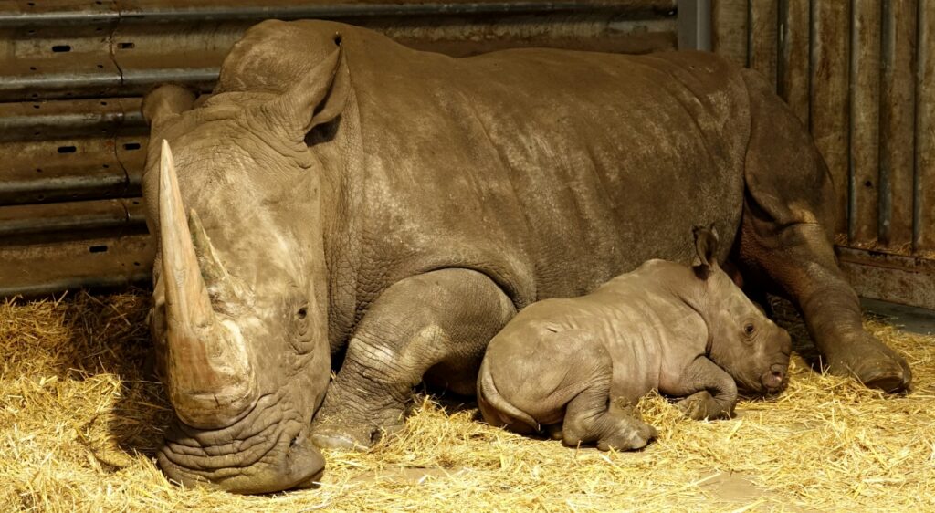 Serengeti-Park: Geburt 55. Breitmaulnashorn-Baby