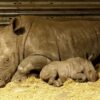 Serengeti-Park: Geburt 55. Breitmaulnashorn-Baby