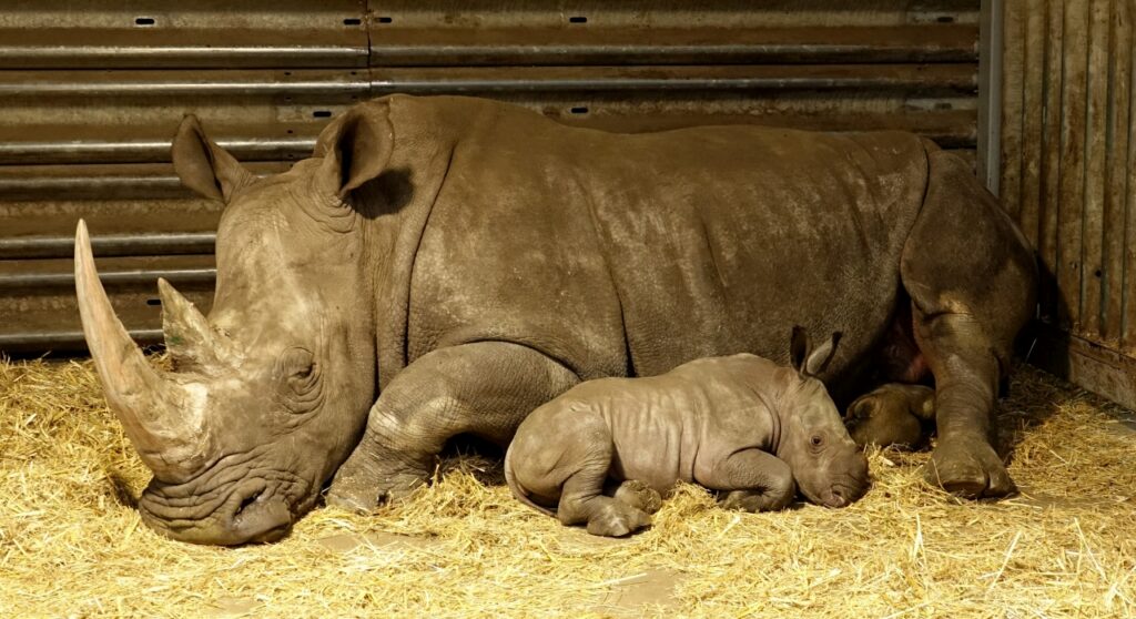 Serengeti-Park: Geburt 55. Breitmaulnashorn-Baby