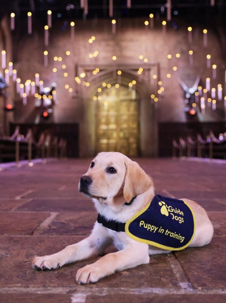 Warner Bros. Studio Tour London: Partnerschaft mit Guide Dogs
