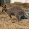 Serengeti-Park: Känguru im Park angekommen