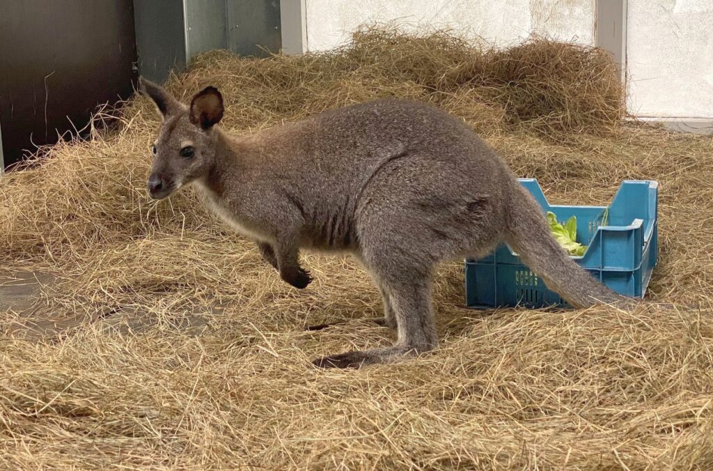Serengeti-Park: Känguru im Park angekommen