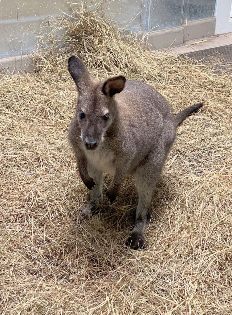 Serengeti-Park: Känguru im Park angekommen