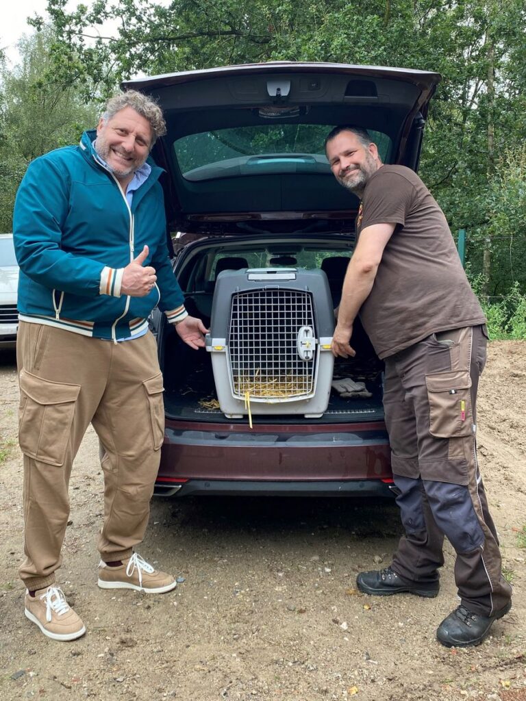 Serengeti-Park: Känguru im Park angekommen