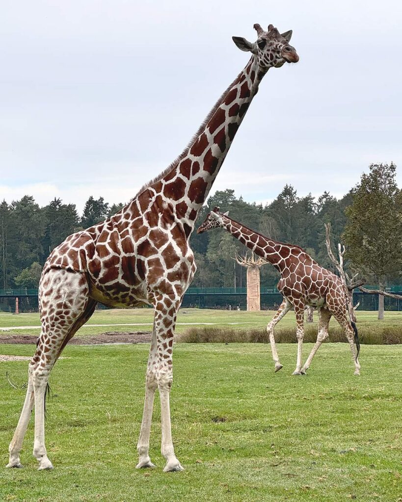 Serengeti-Park: neue Giraffen
