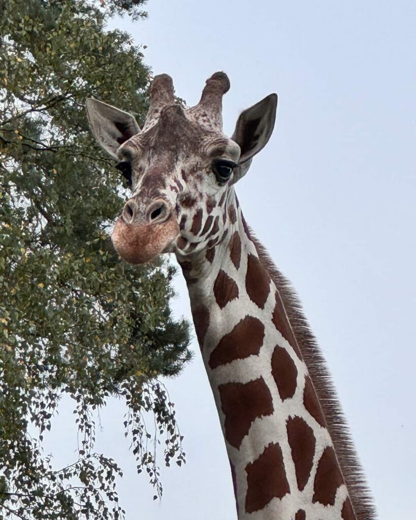 Serengeti-Park: neue Giraffen