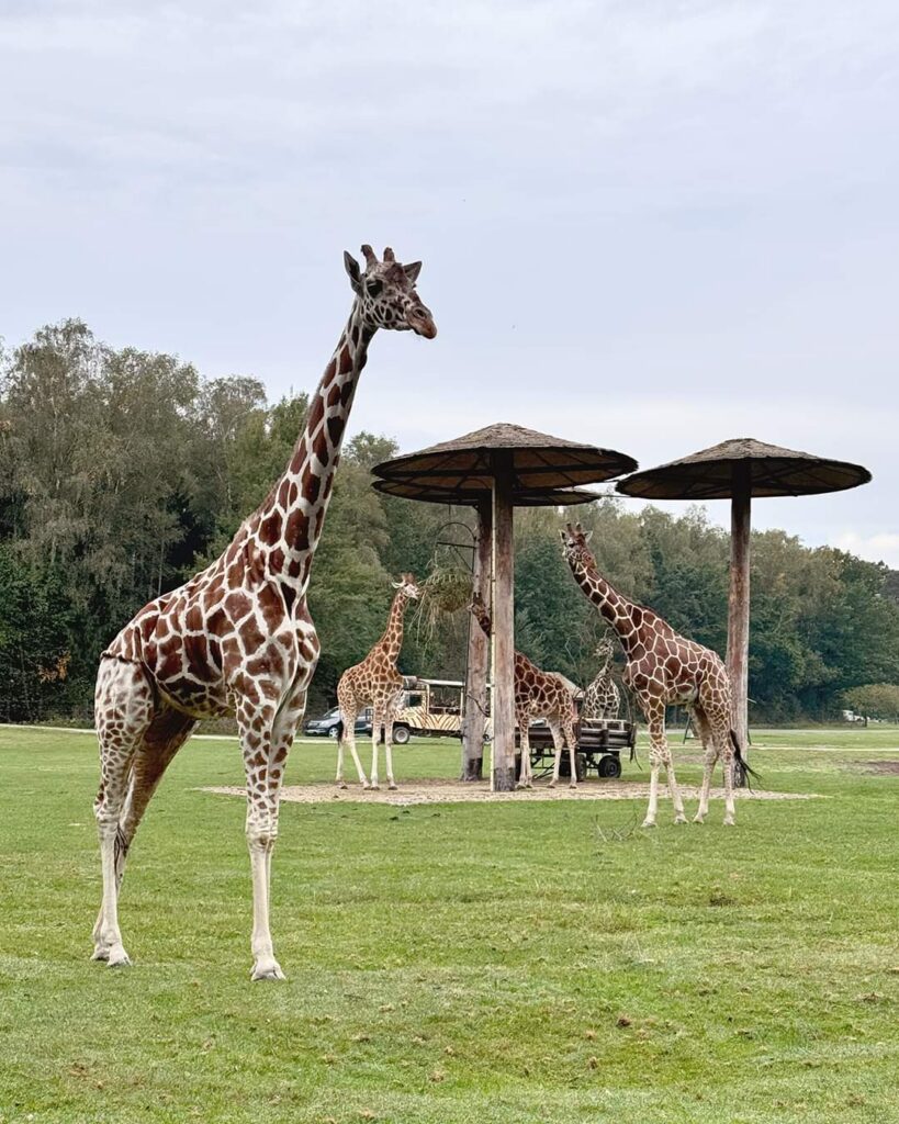 Serengeti-Park: neue Giraffen