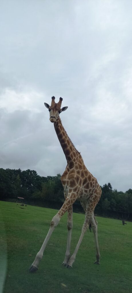 Tagesbericht Serengeti Park Hohenhagen
