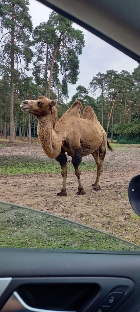 Tagesbericht Serengeti Park Hohenhagen