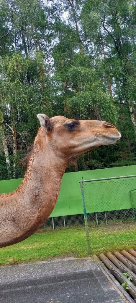 Tagesbericht Serengeti Park Hohenhagen