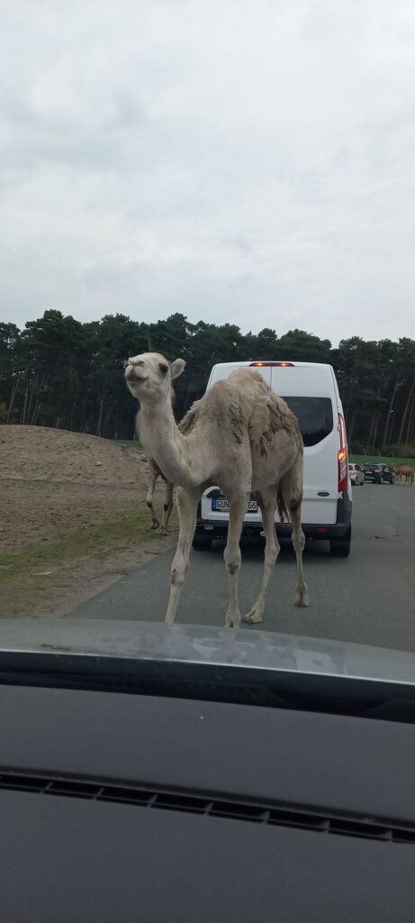 Tagesbericht Serengeti Park Hohenhagen