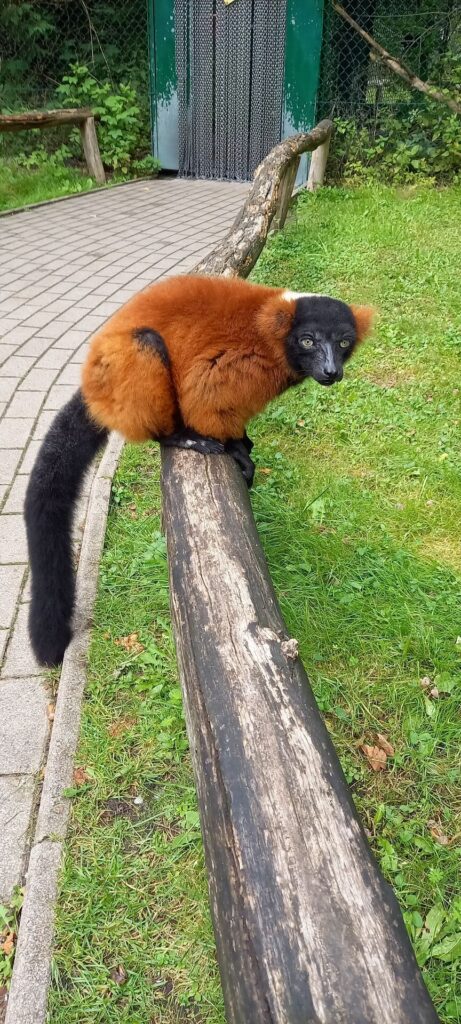 Tagesbericht Serengeti Park Hohenhagen
