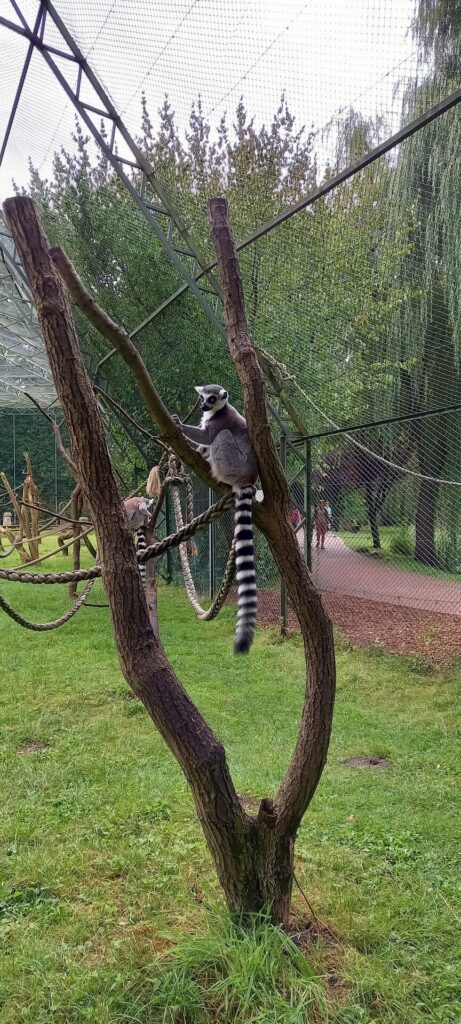 Tagesbericht Serengeti Park Hohenhagen