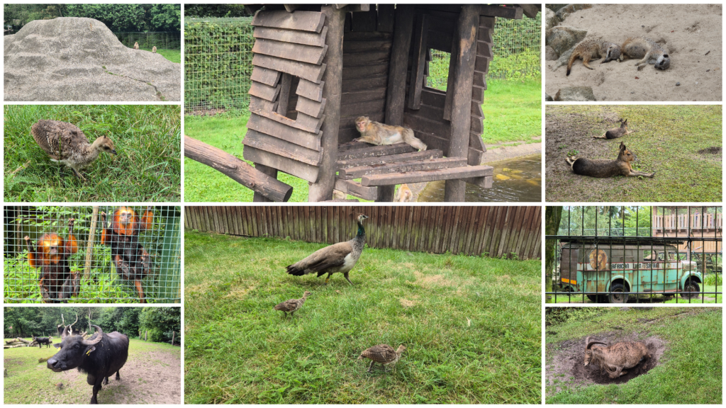 Team on Tour - zu Besuch im Tier- und Freizeitpark Thüle