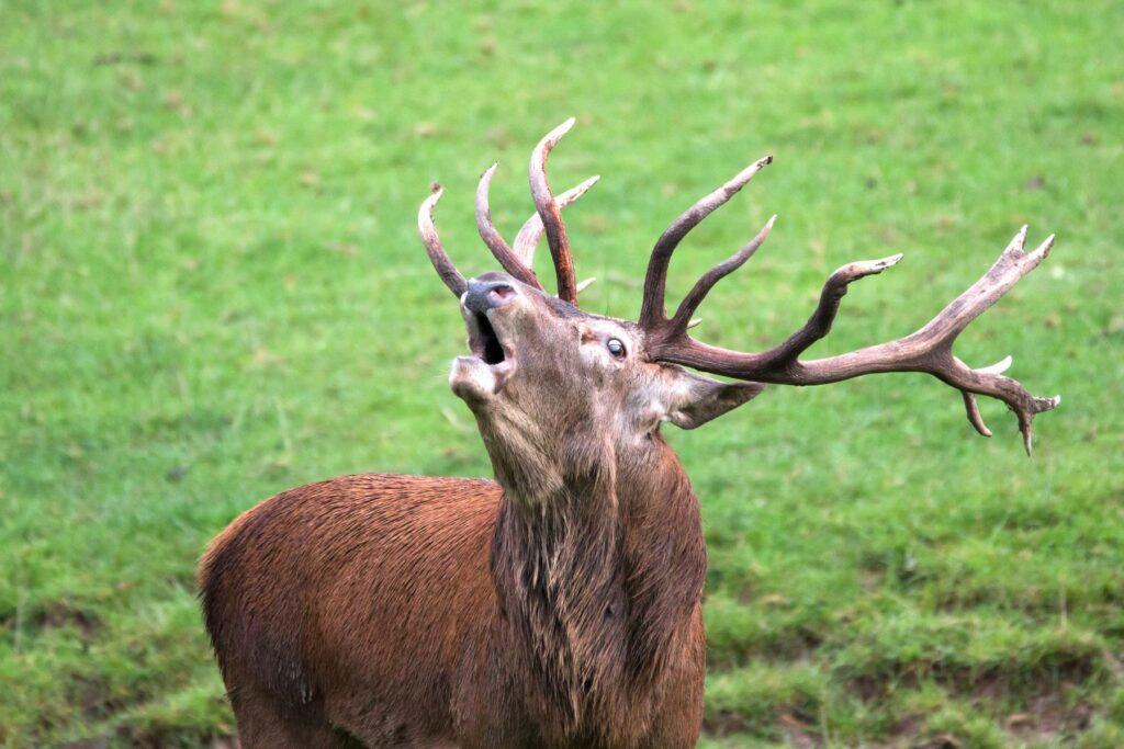 Tripsdrill: Hirschbrunft im Wildparadies