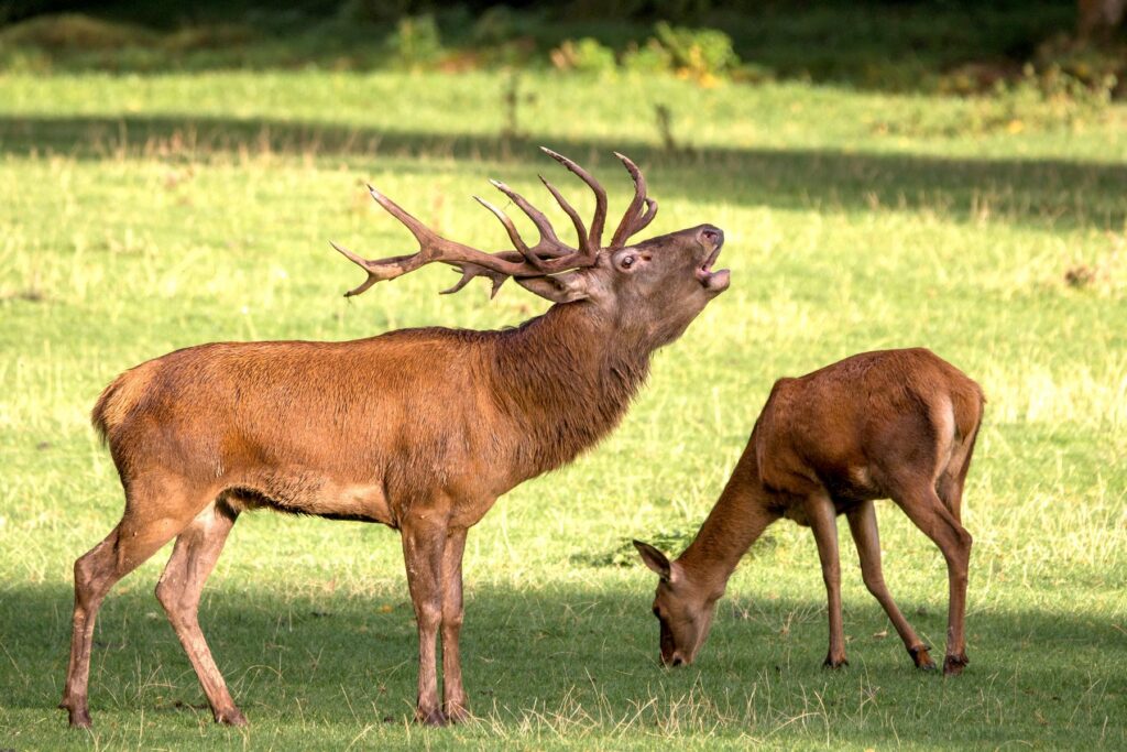 Tripsdrill: Hirschbrunft im Wildparadies