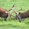 Tripsdrill: Hirschbrunft im Wildparadies
