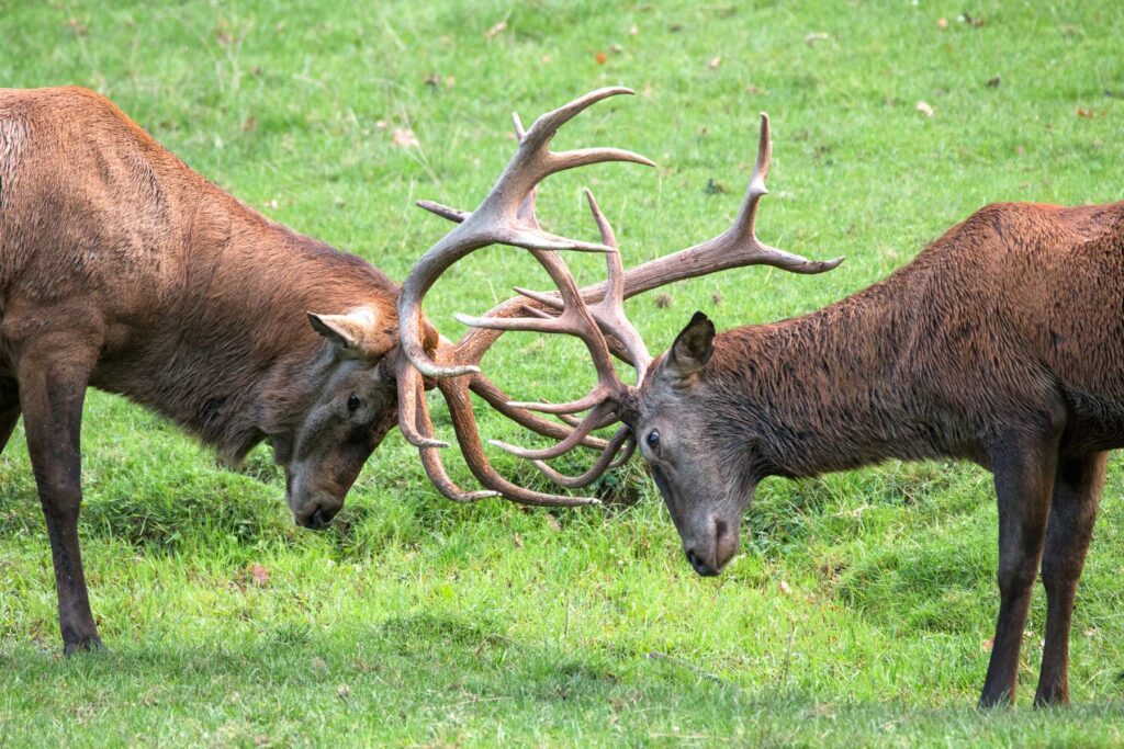 Tripsdrill: Hirschbrunft im Wildparadies