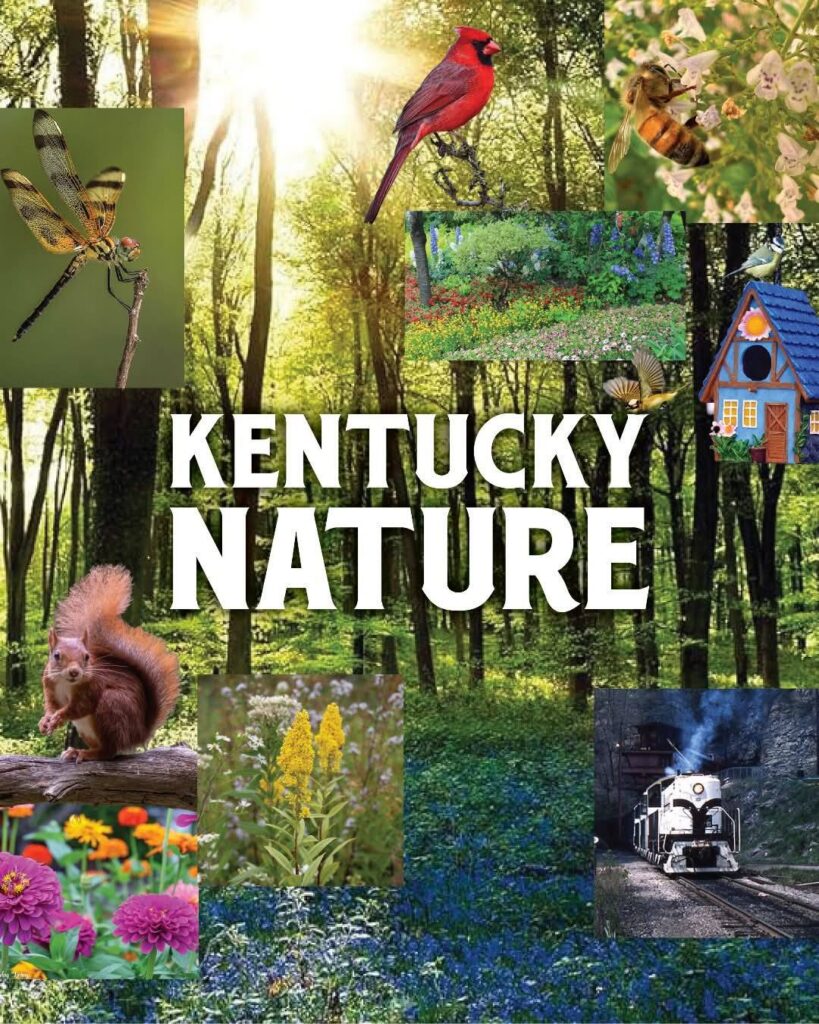 Kentucky Kingdom: Discovery Meadow