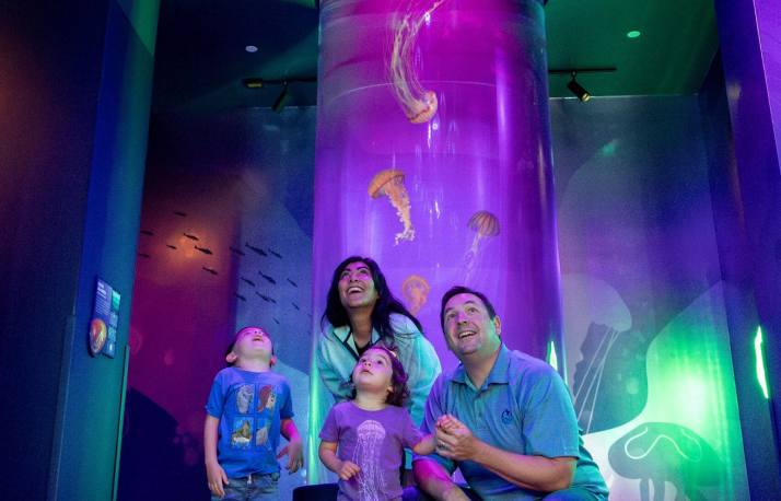 SeaWorld San Diego: Jewels Of The Sea: A Jellyfish Experience