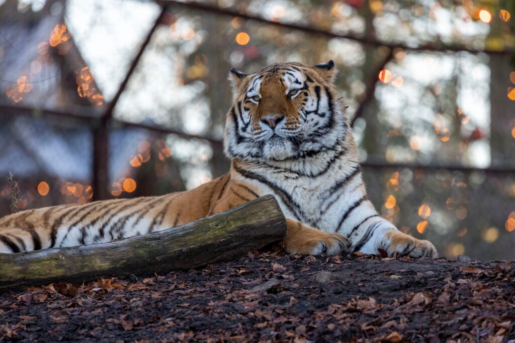 Pairi Daiza: Weihnachten 2024
