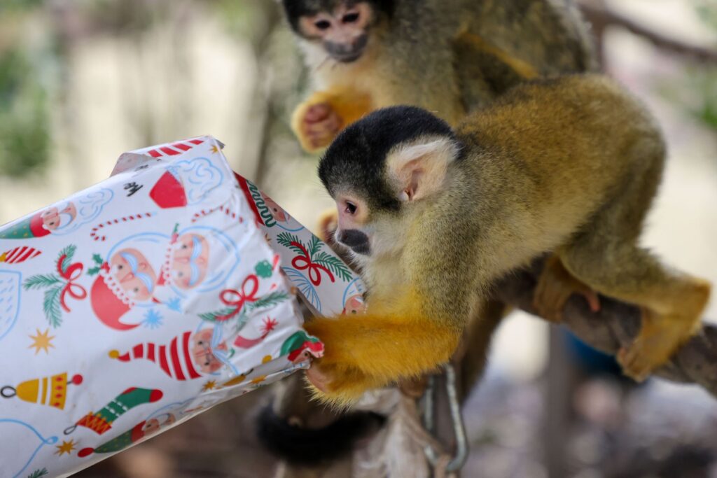 Pairi Daiza: Weihnachten 2024