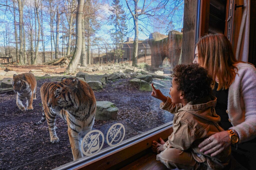 Pairi Daiza: Rekord für 2025 bereits jetzt erreicht