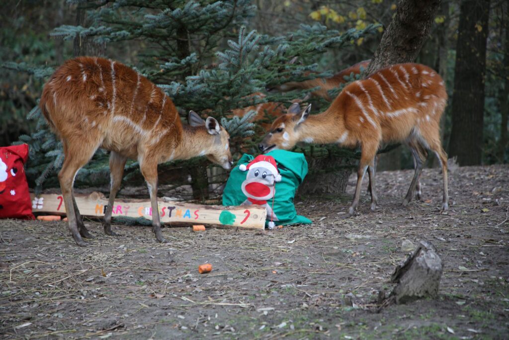 Pairi Daiza: Weihnachten 2024