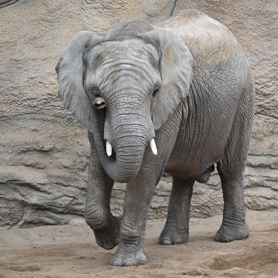 Opel-Zoo: Elefantenbaby