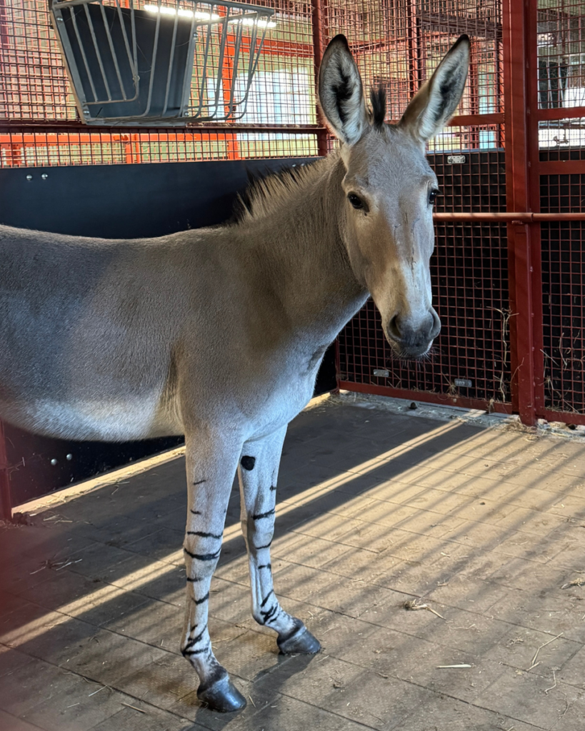 Serengeti-Park: Somali-Esel aus Israel