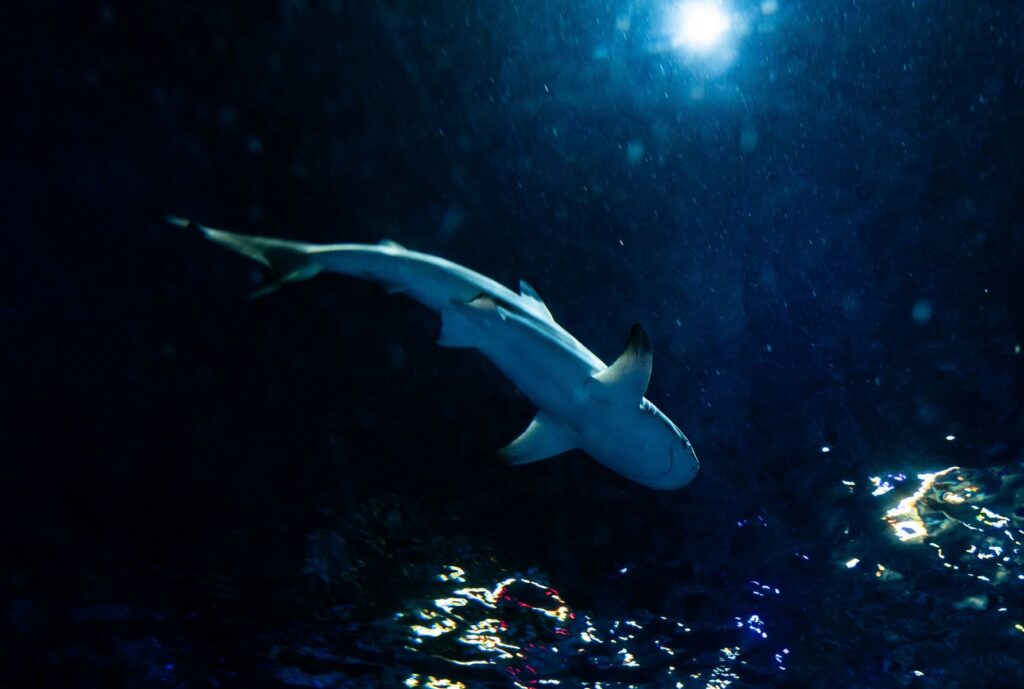 LEGOLAND® Florida: Sea Life