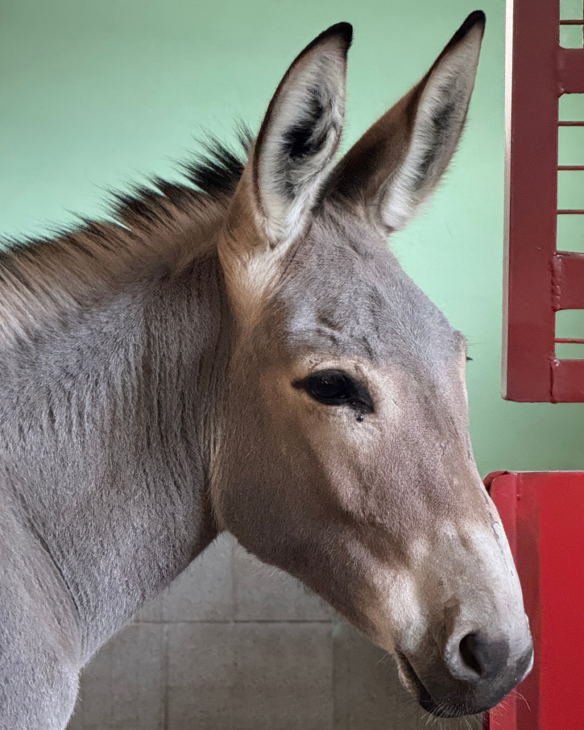 Serengeti-Park: Somali-Esel aus Israel