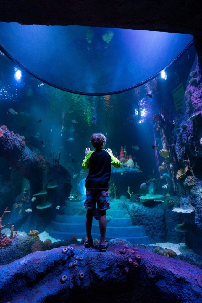LEGOLAND® Florida: Sea Life
