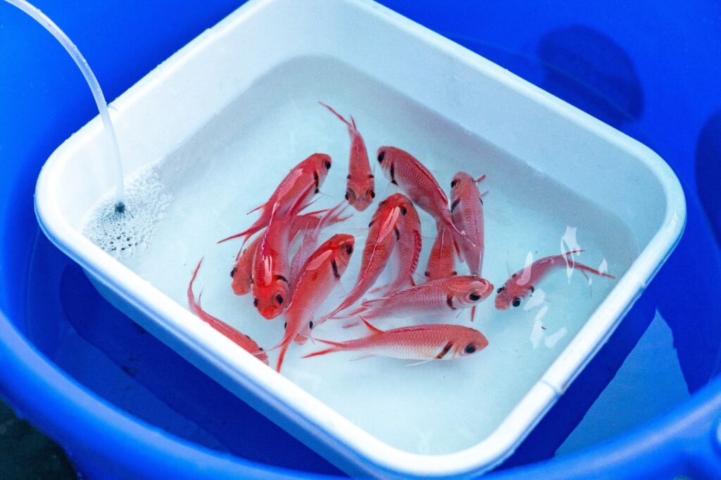 LEGOLAND® Florida: Sea Life