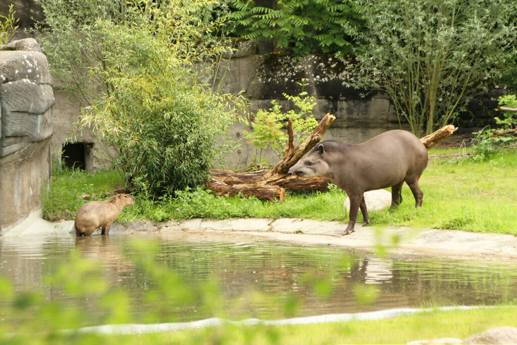 Tierpark Hagenbeck: Neue Gehege