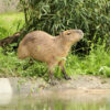 Tierpark Hagenbeck: Neue Gehege