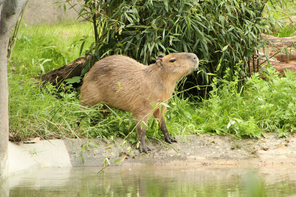 Tierpark Hagenbeck: Neue Gehege