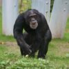 Zoo Krefeld: AffenPark
