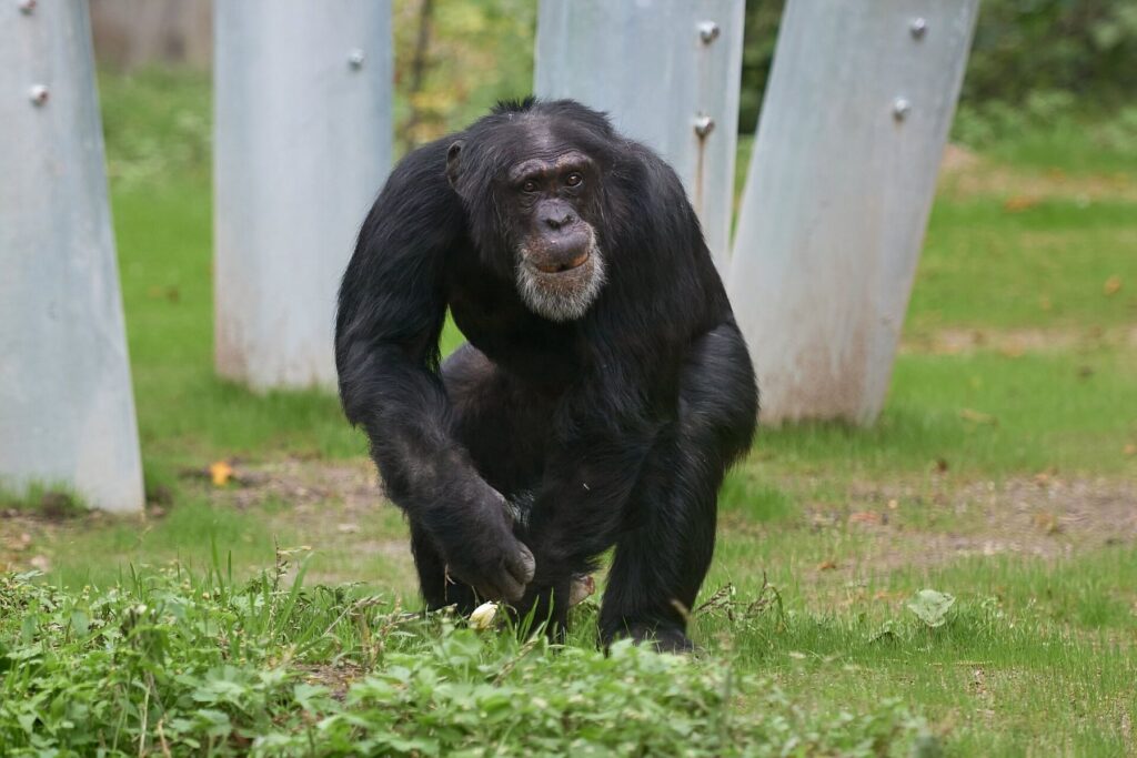 Zoo Krefeld: AffenPark