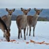 Wild- & Freizeitpark Klotten: Winteröffnung