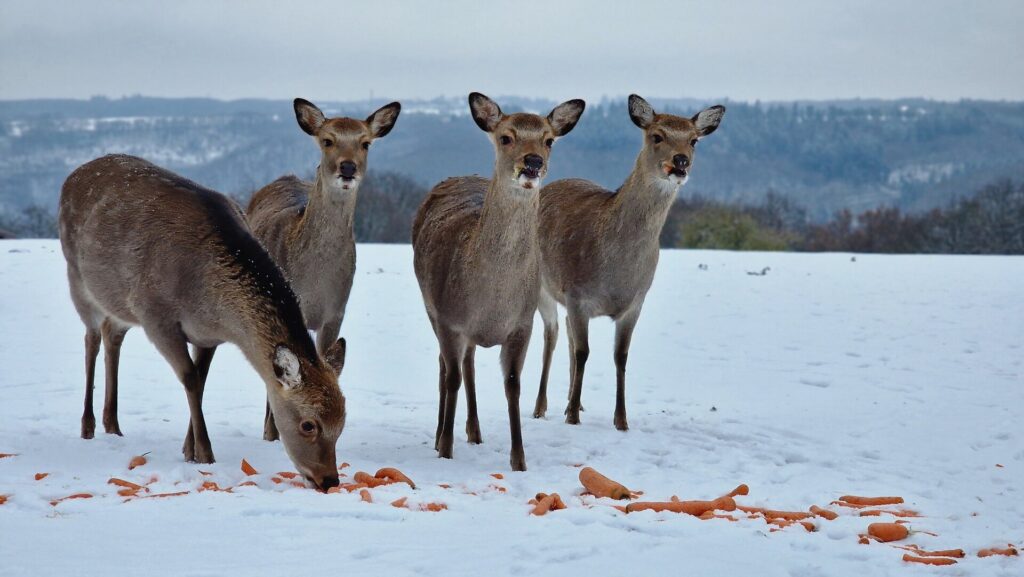 Wild- & Freizeitpark Klotten: Winteröffnung